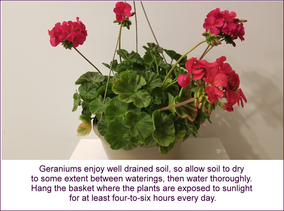 Geranium