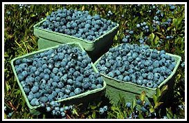 Blueberries